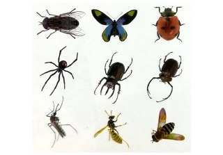 Zestaw Kreatywny Prehistoria Stwórz Bursztyn Owady LEAN Toys