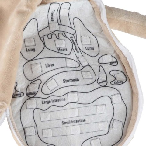 Lalka maskotka nauka anatomii chłopiec Kik Sp. z o. o. Sp. k.