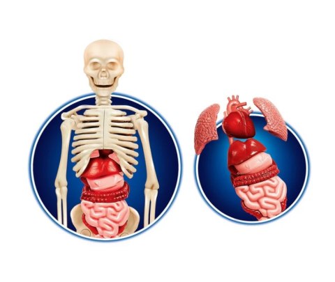 Naukowa Zabawa Ciało Ludzkie Język Polski Clementoni 60249 Clementoni