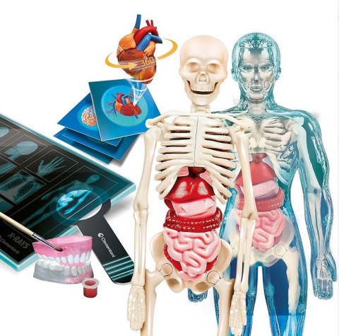 Naukowa Zabawa Super Anatomia Język Polski Clementoni 50919 Clementoni