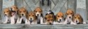 1000 elementów Panorama High Quality Beagles Clementoni